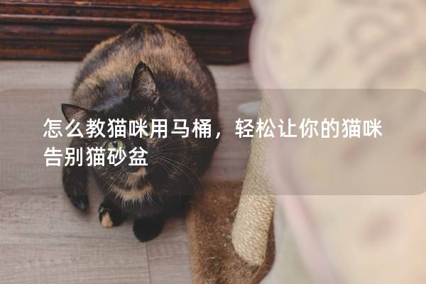 怎么教貓咪用馬桶,輕松讓你的貓咪告別貓砂盆 怎么教貓咪用馬桶,輕松讓你的貓咪告別貓砂盆