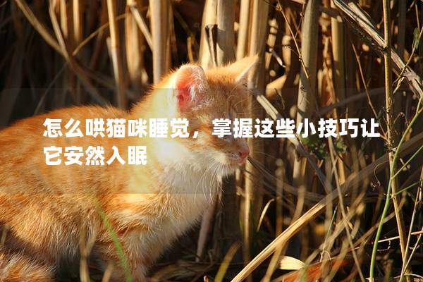 怎么哄貓咪睡覺,掌握這些小技巧讓它安然入眠 怎么哄貓咪睡覺,掌握這些小技巧讓它安然入眠