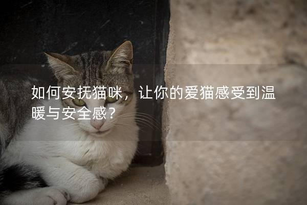 如何安撫貓咪，讓你的愛貓感受到溫暖與安全感？