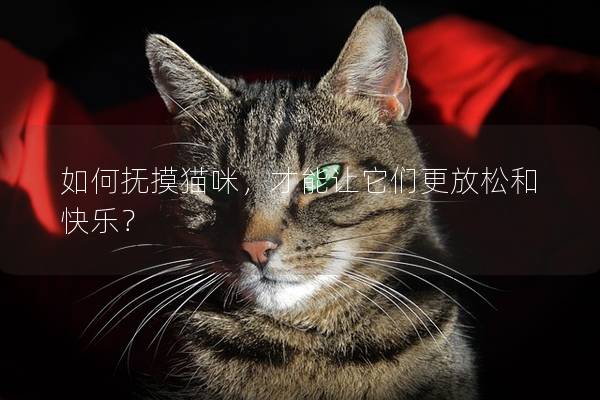 如何撫摸貓咪，才能讓它們更放松和快樂？