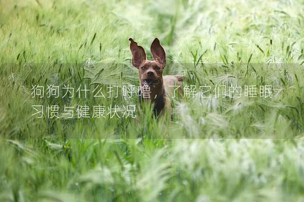狗狗為什么打呼嚕，了解它們的睡眠習慣與健康狀況