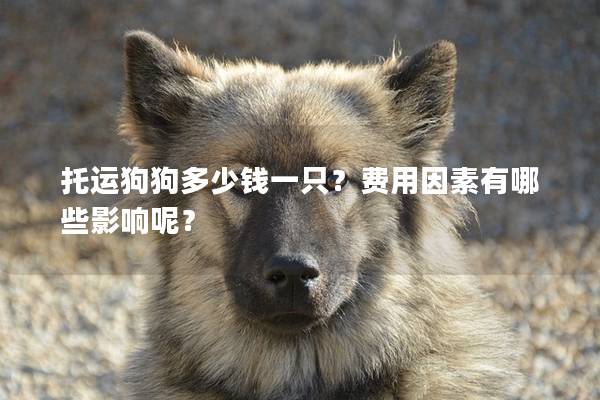 托運(yùn)狗狗多少錢一只？費(fèi)用因素有哪些影響呢？