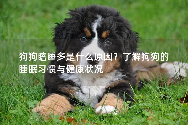 狗狗瞌睡多是什么原因？了解狗狗的睡眠習(xí)慣與健康狀況