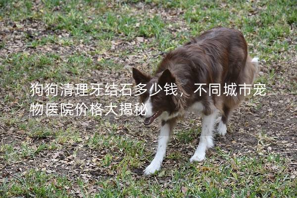 狗狗清理牙結(jié)石多少錢，不同城市寵物醫(yī)院價格大揭秘