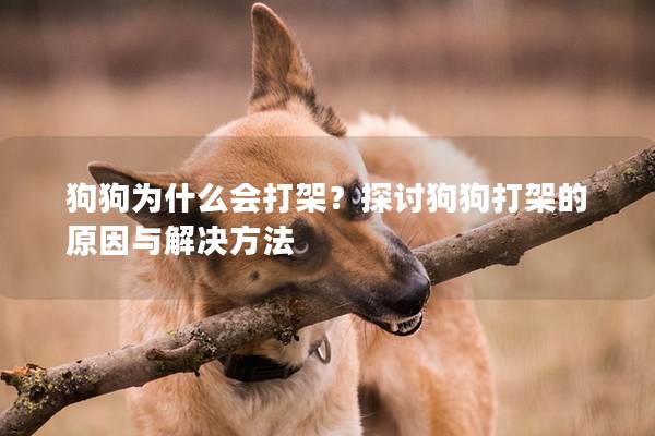 狗狗為什么會打架?探討狗狗打架的原因與解決方法 狗狗為什么會打架?探討狗狗打架的原因與解決方法