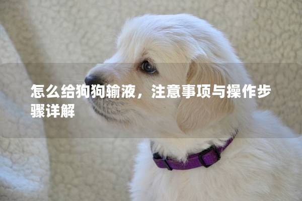 怎么給狗狗輸液，注意事項與操作步驟詳解
