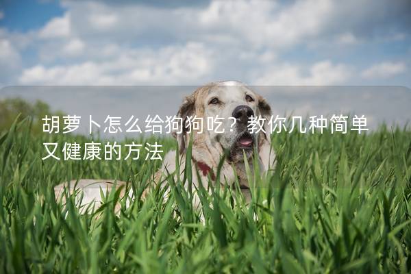 胡蘿卜怎么給狗狗吃？教你幾種簡(jiǎn)單又健康的方法