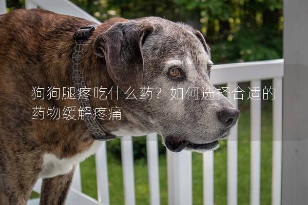 狗狗腿疼吃什么藥？如何選擇合適的藥物緩解疼痛