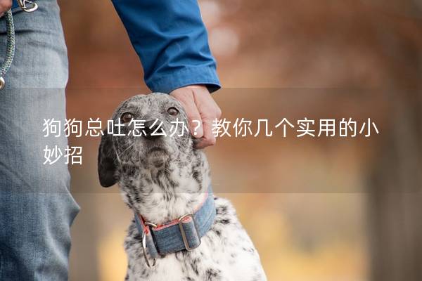 狗狗總吐怎么辦？教你幾個實(shí)用的小妙招