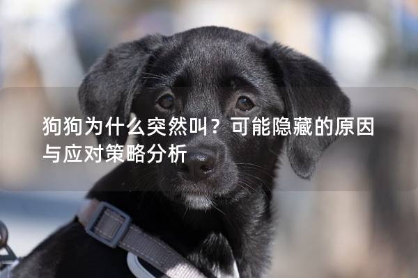 狗狗為什么突然叫？可能隱藏的原因與應對策略分析