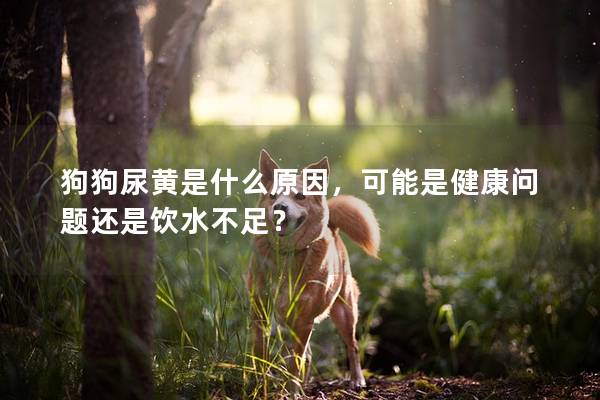 狗狗尿黃是什么原因，可能是健康問題還是飲水不足？