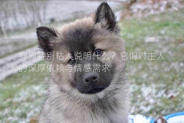 狗狗特別粘人說明什么？它們對主人的深厚依賴與情感需求