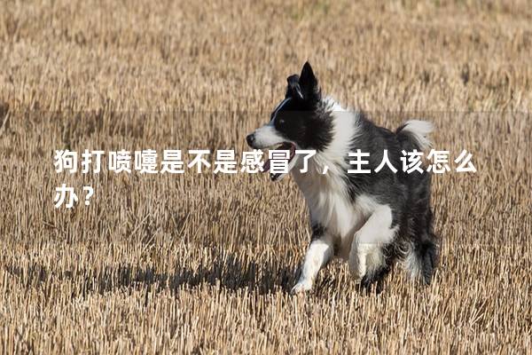 狗打噴嚏是不是感冒了,主人該怎么辦? 狗打噴嚏是不是感冒了,主人該怎么辦?