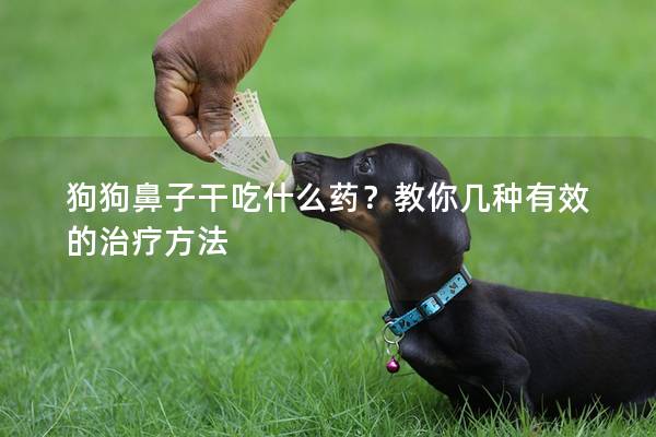 狗狗鼻子干吃什么藥?教你幾種有效的治療方法