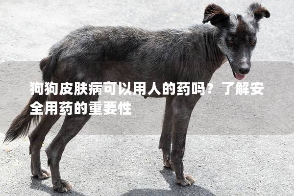 狗狗皮膚病可以用人的藥嗎?了解安全用藥的重要性 狗狗皮膚病可以用人的藥嗎?了解安全用藥的重要性