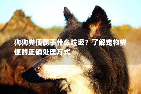 狗狗糞便屬于什么垃圾？了解寵物糞便的正確處理方式