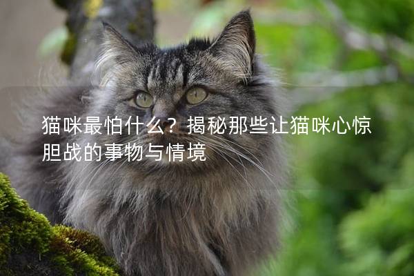 貓咪最怕什么?揭秘那些讓貓咪心驚膽戰(zhàn)的事物與情境 貓咪最怕什么?揭秘那些讓貓咪心驚膽戰(zhàn)的事物與情境