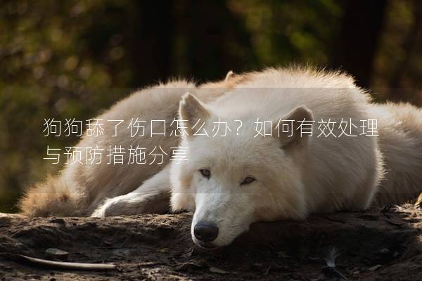 狗狗舔了傷口怎么辦?如何有效處理與預防措施分享 狗狗舔了傷口怎么辦?如何有效處理與預防措施分享