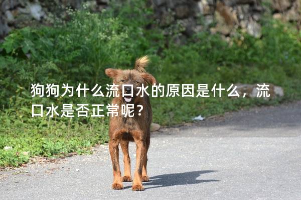 狗狗為什么流口水的原因是什么，流口水是否正常呢？