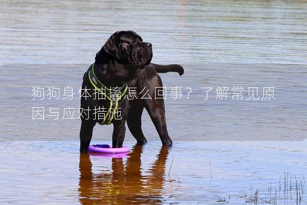 狗狗身體抽搐怎么回事？了解常見原因與應對措施