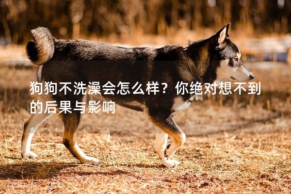 狗狗不洗澡會怎么樣?你絕對想不到的后果與影響 狗狗不洗澡會怎么樣?你絕對想不到的后果與影響