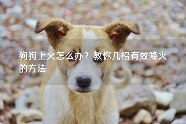 狗狗上火怎么辦？教你幾招有效降火的方法