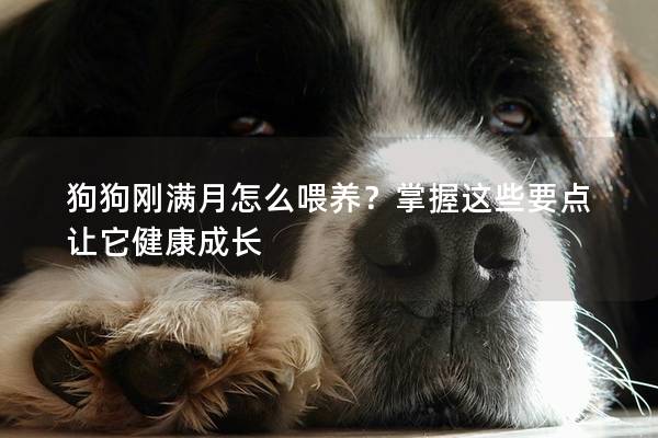 狗狗剛滿月怎么喂養？掌握這些要點讓它健康成長
