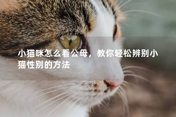 小貓咪怎么看公母，教你輕松辨別小貓性別的方法