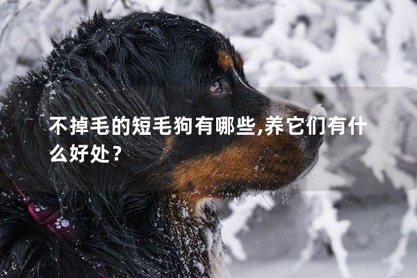 不掉毛的短毛狗有哪些,養它們有什么好處？
