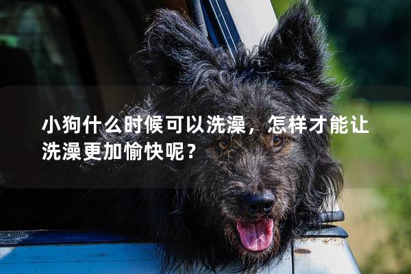小狗什么時候可以洗澡，怎樣才能讓洗澡更加愉快呢？