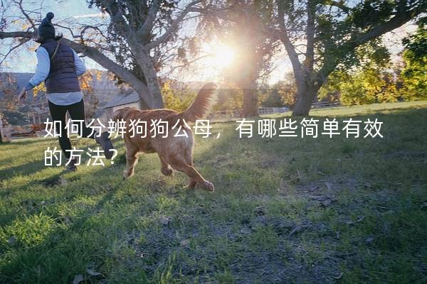 如何分辨狗狗公母，有哪些簡單有效的方法？