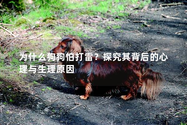 為什么狗狗怕打雷?探究其背后的心理與生理原因 為什么狗狗怕打雷?探究其背后的心理與生理原因