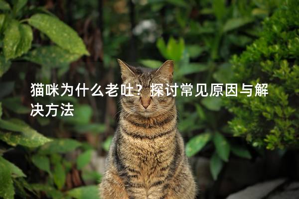 貓咪為什么老吐？探討常見原因與解決方法