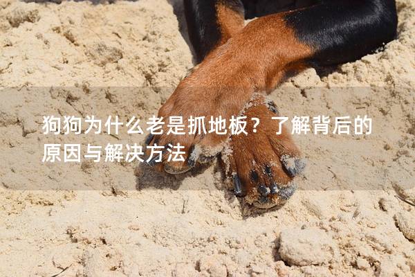 狗狗為什么老是抓地板？了解背后的原因與解決方法