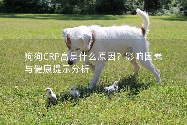 狗狗CRP高是什么原因？影響因素與健康提示分析