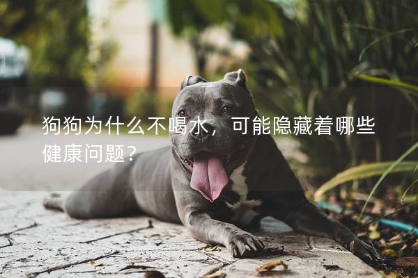 狗狗為什么不喝水，可能隱藏著哪些健康問題？