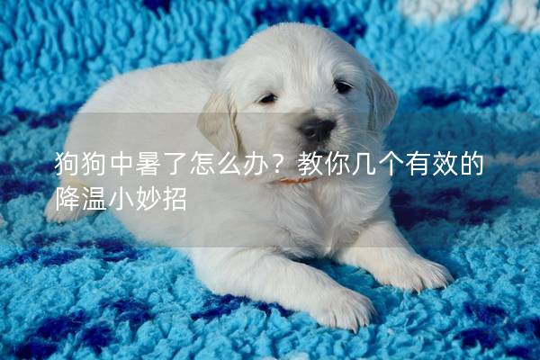 狗狗中暑了怎么辦？教你幾個有效的降溫小妙招