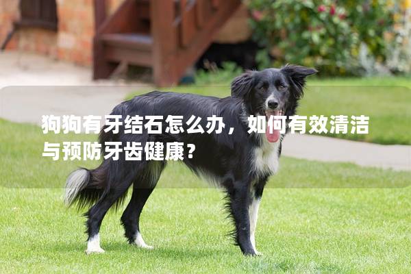 狗狗有牙結(jié)石怎么辦，如何有效清潔與預(yù)防牙齒健康？
