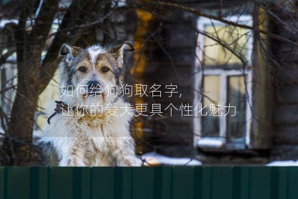 如何給狗狗取名字, 讓你的愛犬更具個性化魅力
