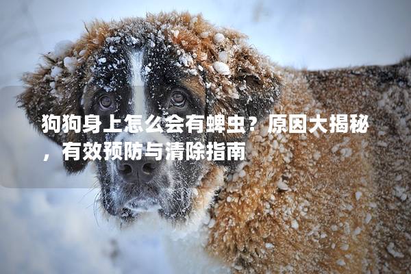 狗狗身上怎么會(huì)有蜱蟲？原因大揭秘，有效預(yù)防與清除指南