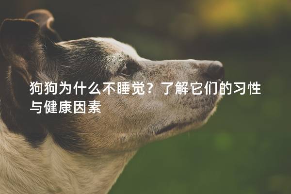 狗狗為什么不睡覺(jué)？了解它們的習(xí)性與健康因素