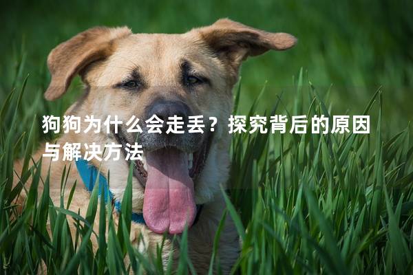 狗狗為什么會走丟?探究背后的原因與解決方法 狗狗為什么會走丟?探究背后的原因與解決方法