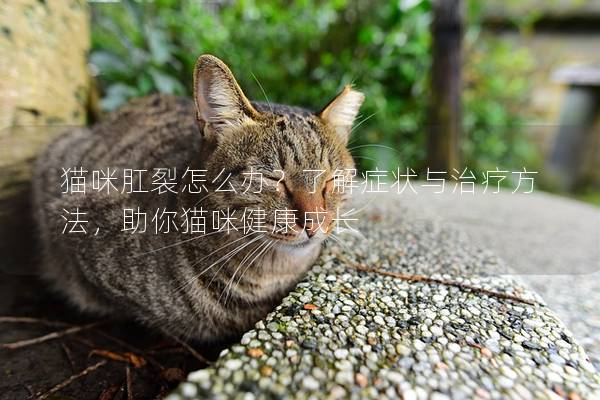 貓咪肛裂怎么辦?了解癥狀與治療方法,助你貓咪健康成長 貓咪肛裂怎么辦?了解癥狀與治療方法,助你貓咪健康成長