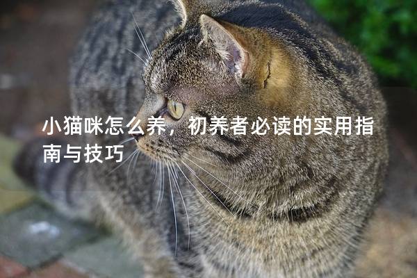 小貓咪怎么養(yǎng)，初養(yǎng)者必讀的實(shí)用指南與技巧