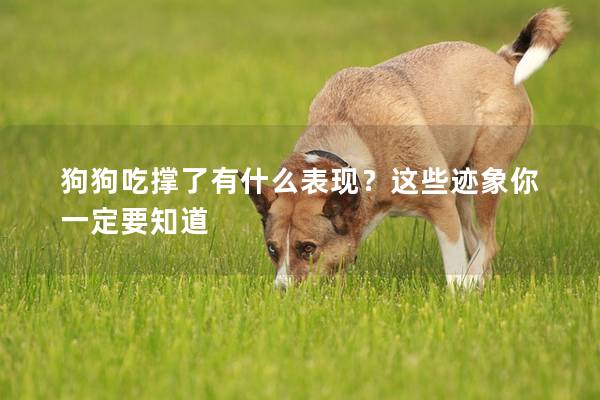 狗狗吃撐了有什么表現？這些跡象你一定要知道