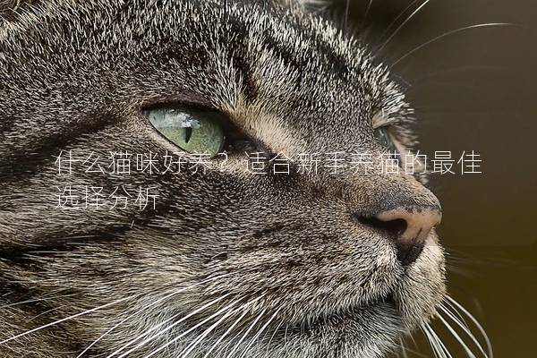 什么貓咪好養？適合新手養貓的最佳選擇分析