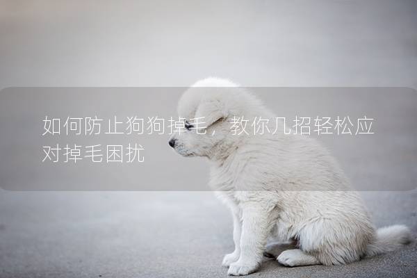 如何防止狗狗掉毛，教你幾招輕松應(yīng)對掉毛困擾