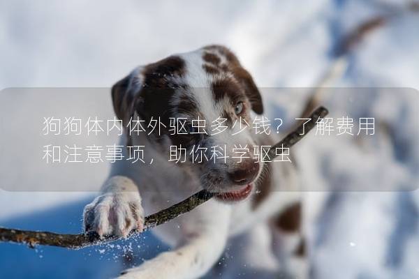 狗狗體內體外驅蟲多少錢？了解費用和注意事項，助你科學驅蟲