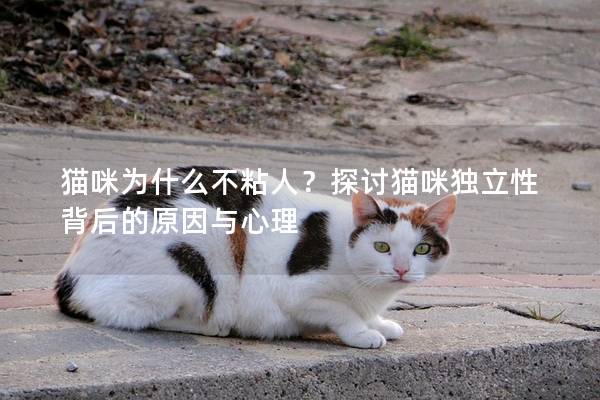 貓咪為什么不粘人？探討貓咪獨(dú)立性背后的原因與心理