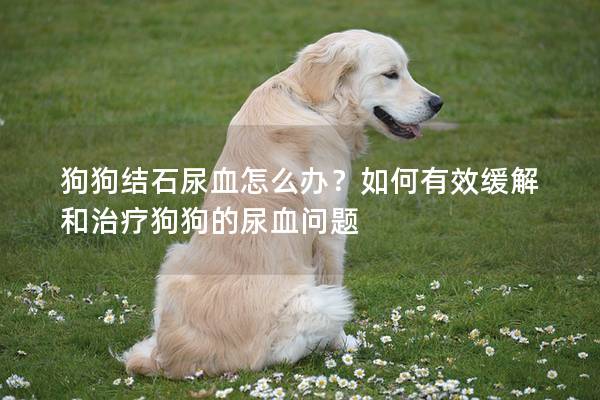 狗狗結石尿血怎么辦？如何有效緩解和治療狗狗的尿血問題